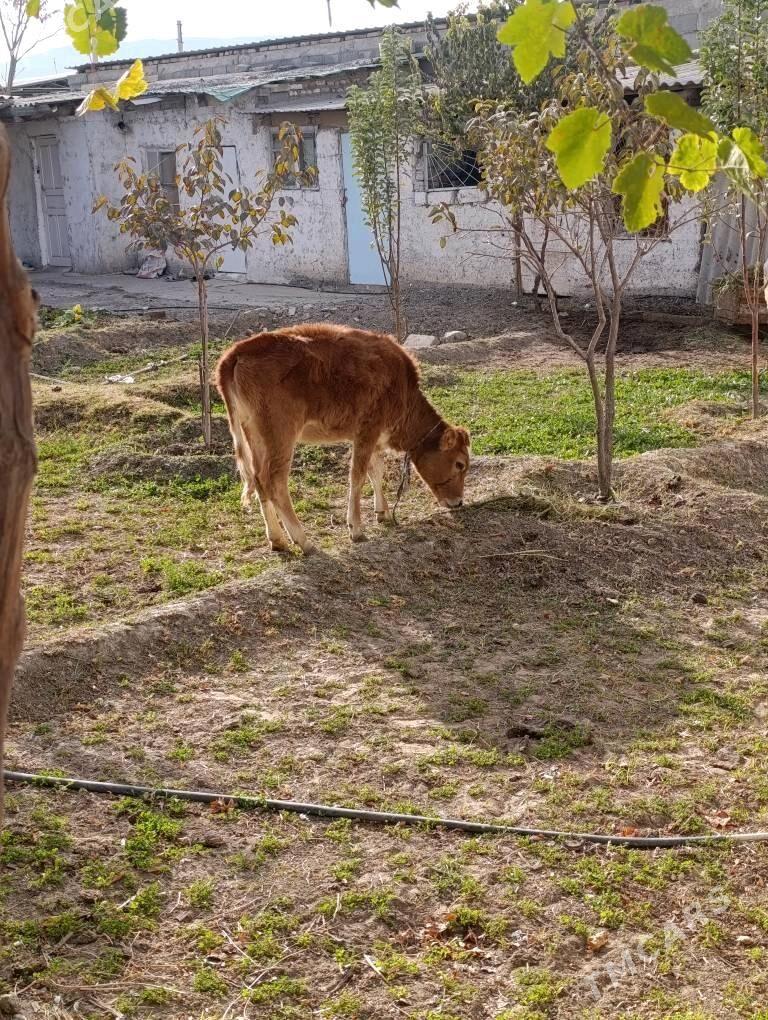 tuwe gole - Гёкдепе - img 2