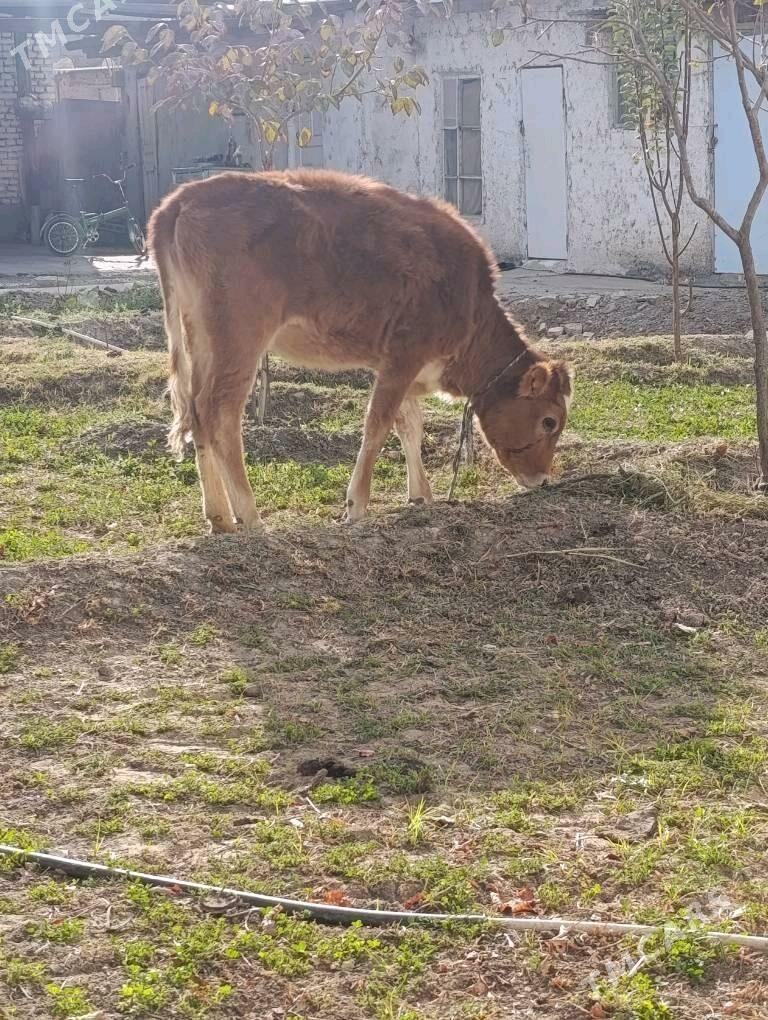 tuwe gole - Гёкдепе - img 1