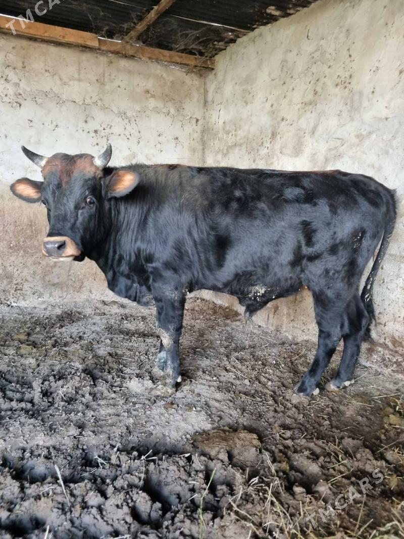 okuz - Багир - img 2