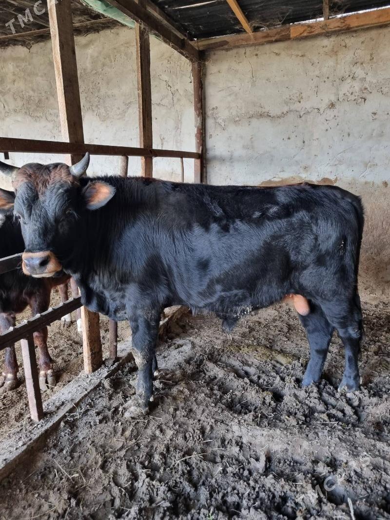 okuz - Багир - img 1