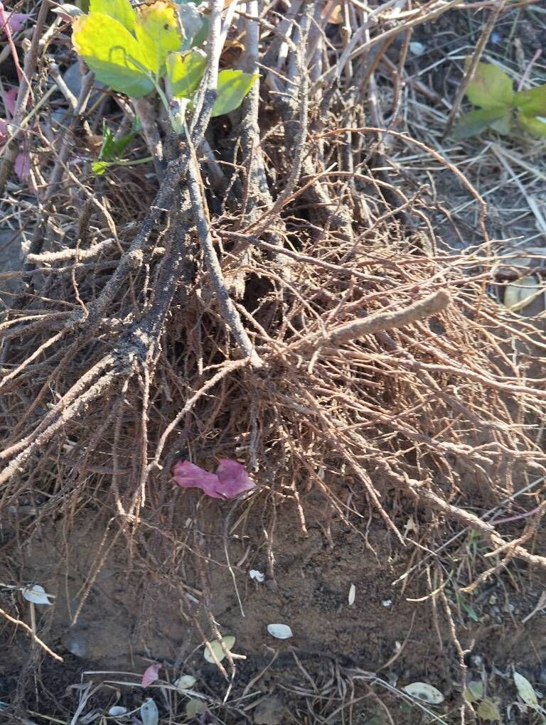 Девичий н - Анев - img 6