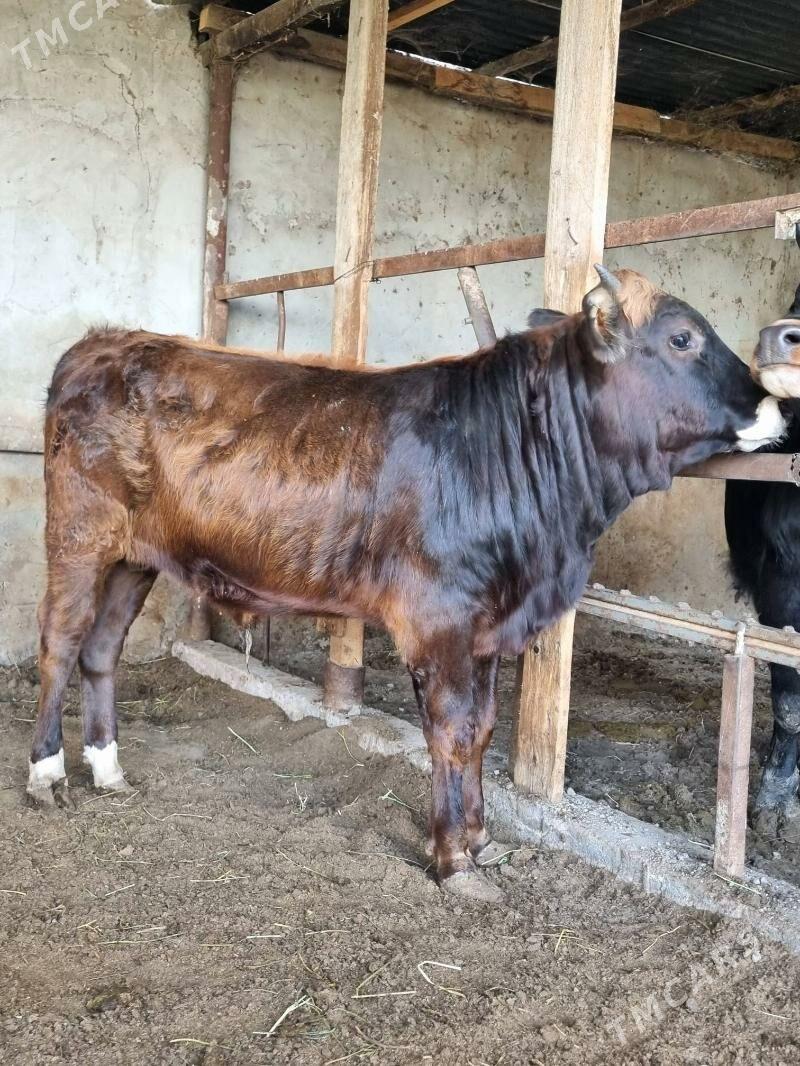 okuz - Багир - img 2