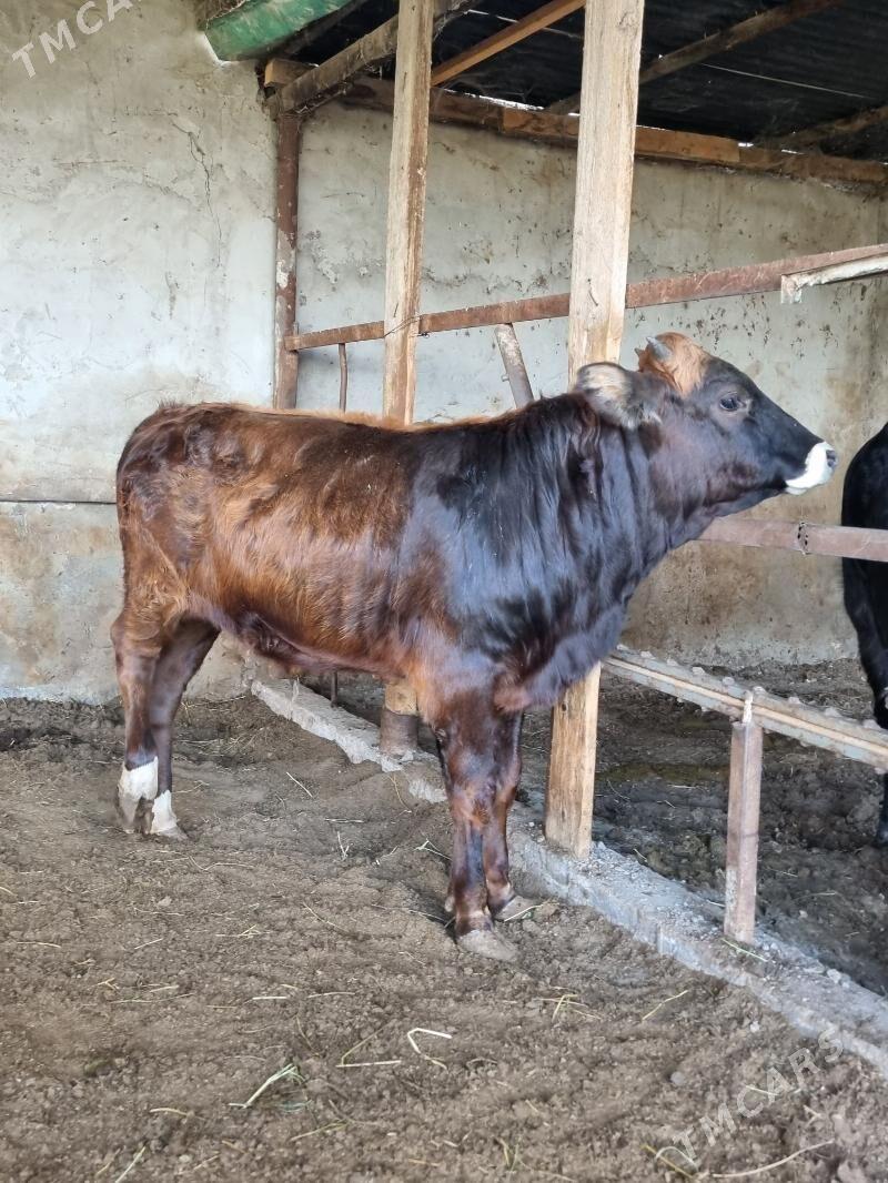 okuz - Багир - img 3