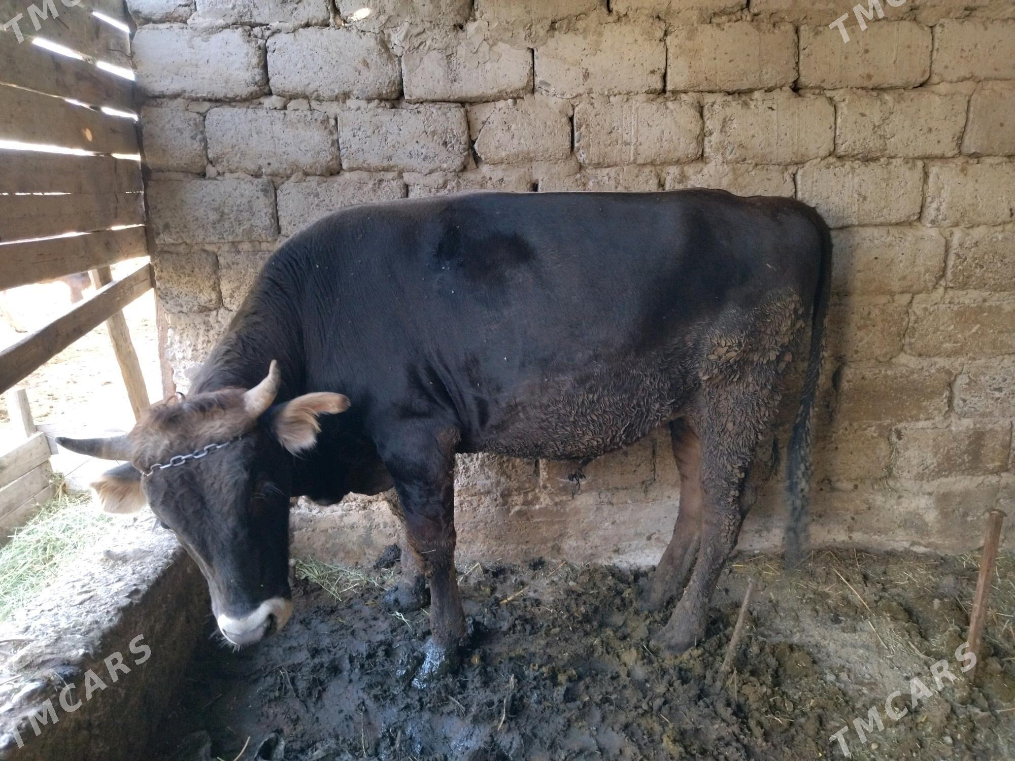 okuz - Гёкдепе - img 2