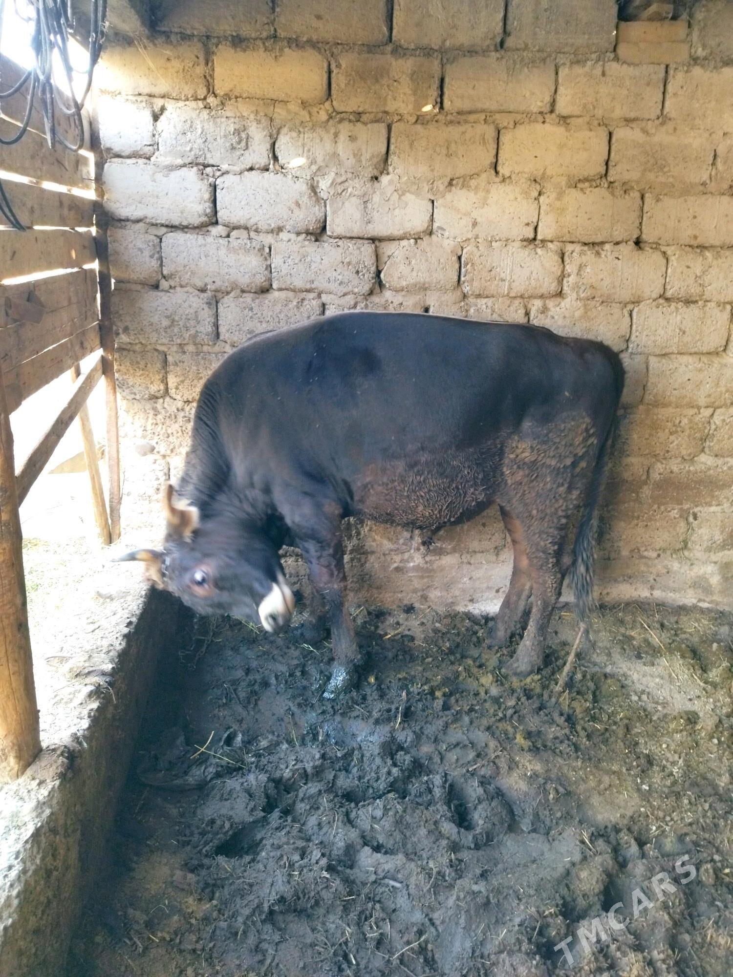 okuz - Гёкдепе - img 3