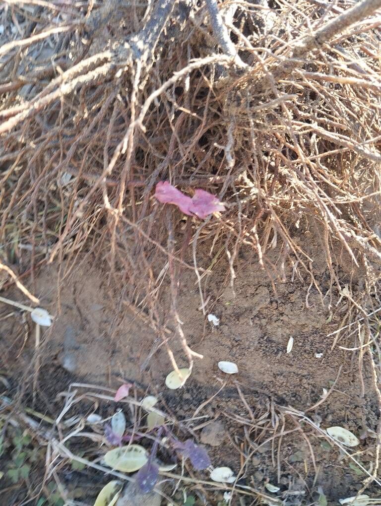 Девичий н - Анев - img 7