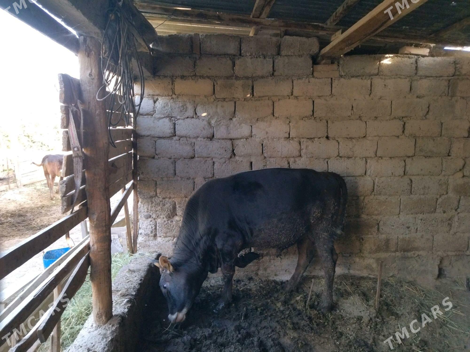 okuz - Гёкдепе - img 1