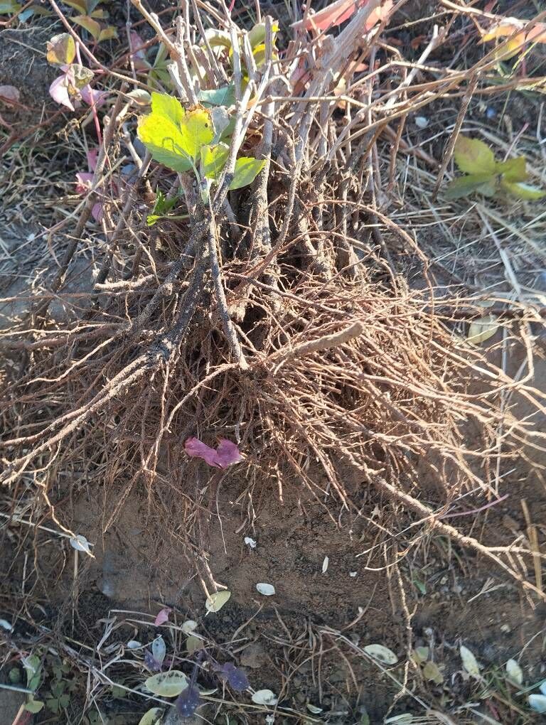 Девичий н - Анев - img 5