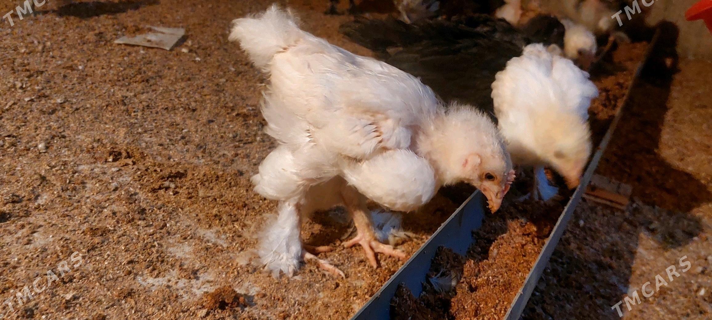 juje - Теджен - img 3