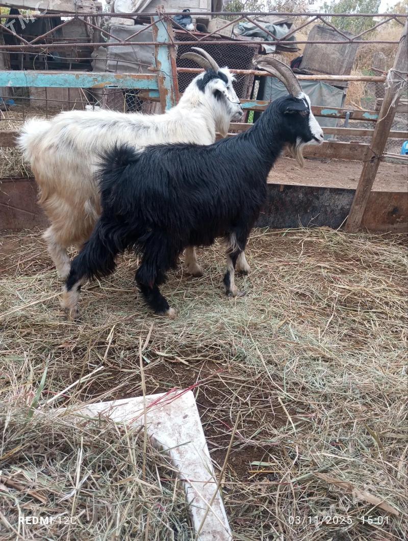 geçiler - Фарап - img 1