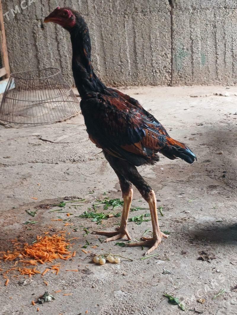 Tasgent - Büzmeýin - img 2