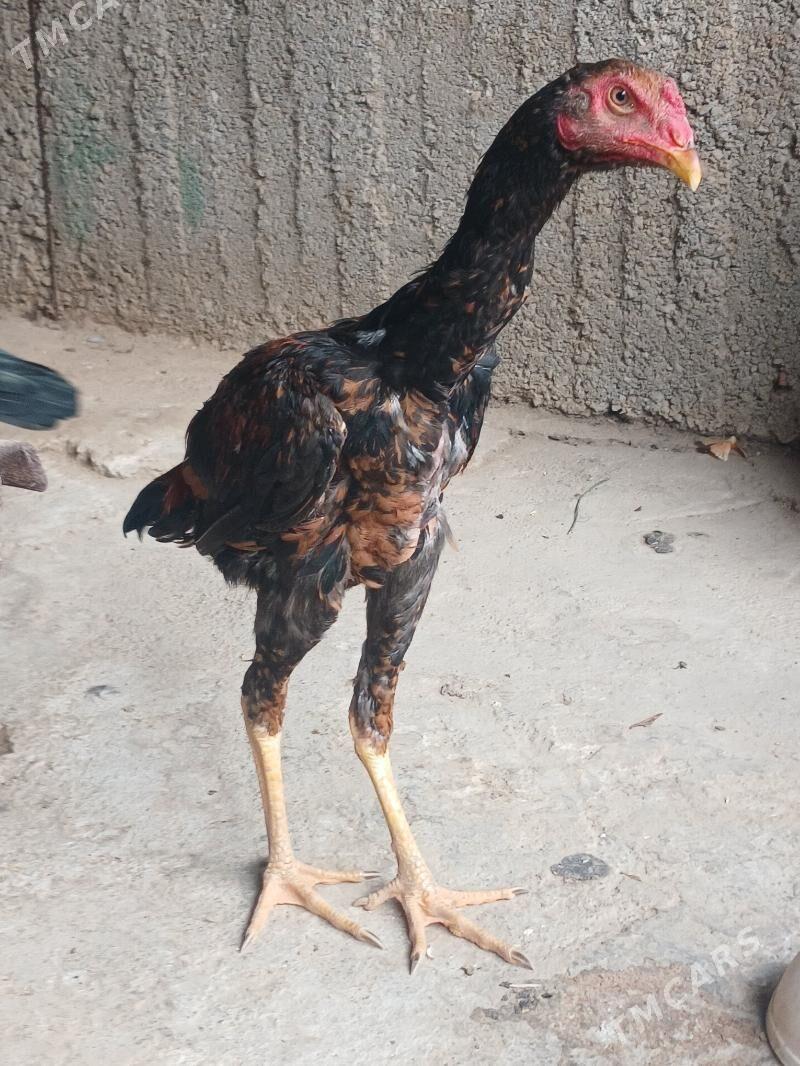 Tasgent - Büzmeýin - img 1