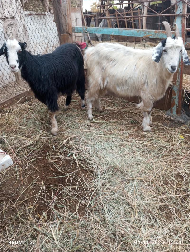 geçiler - Фарап - img 3