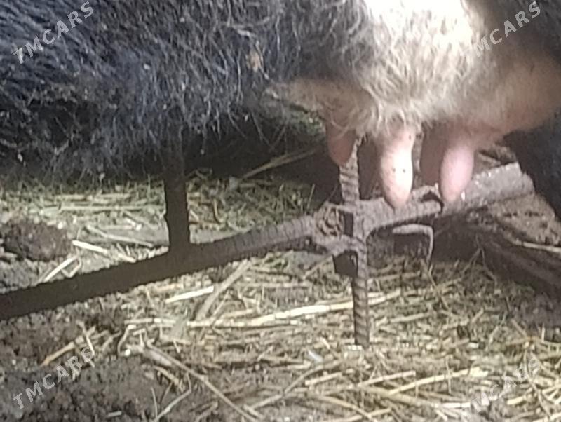 sygyr - Туркменабат - img 2