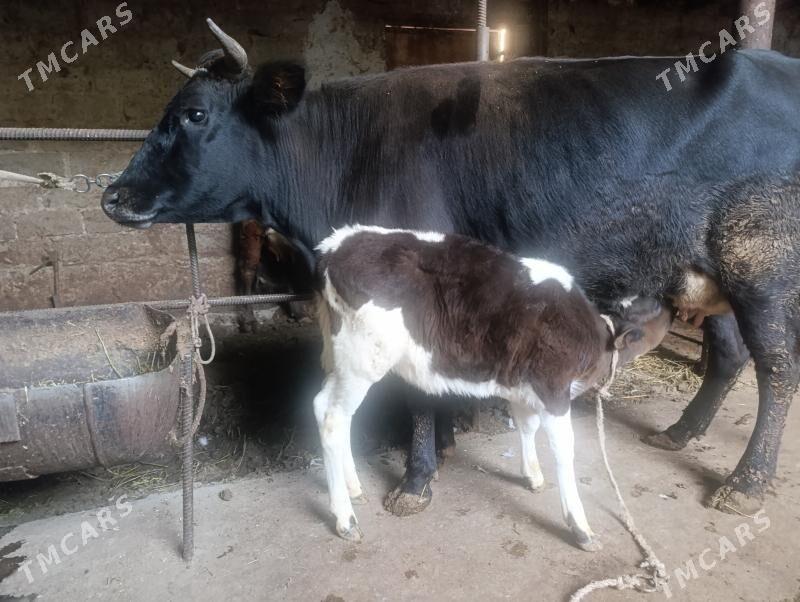 sygyr - Туркменабат - img 6