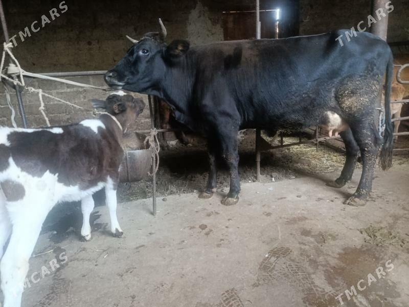 sygyr - Туркменабат - img 5