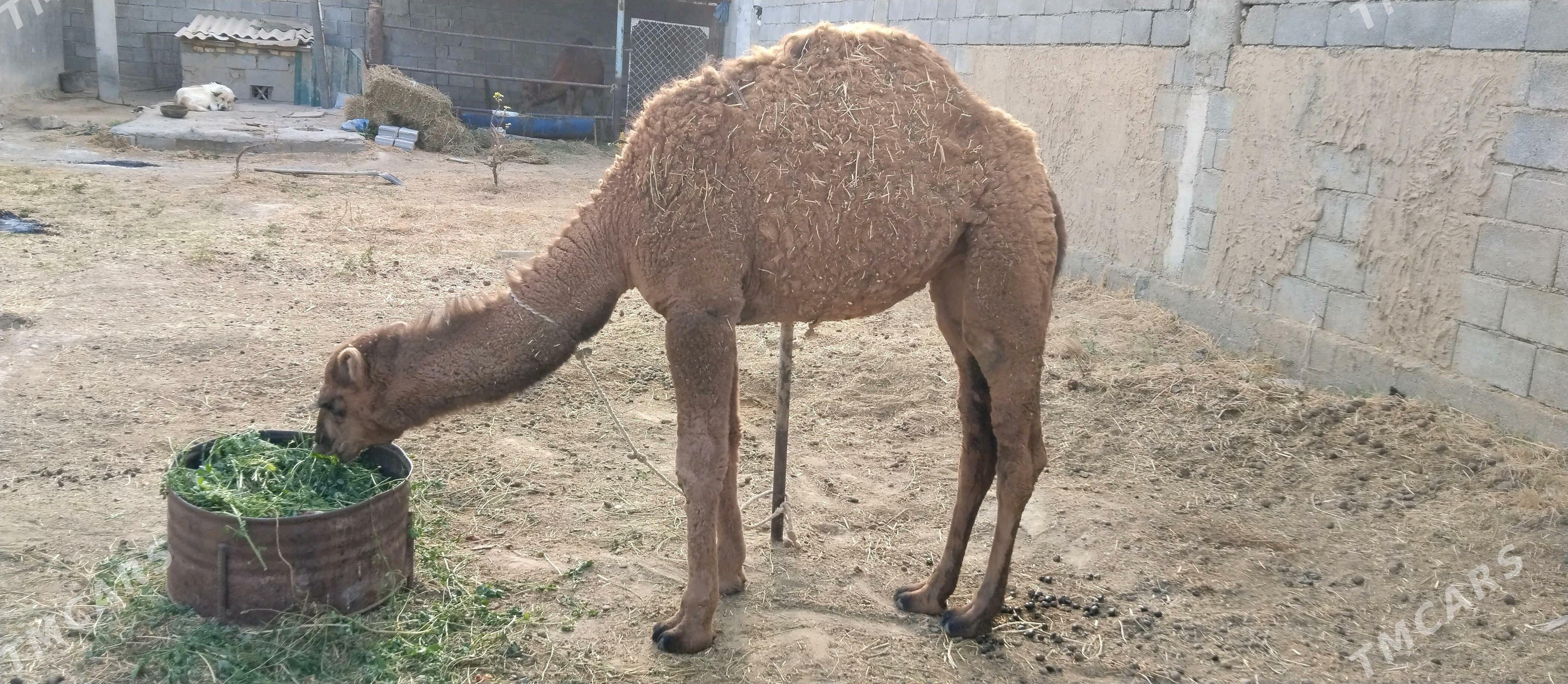 Düýe - Гуртли - img 1