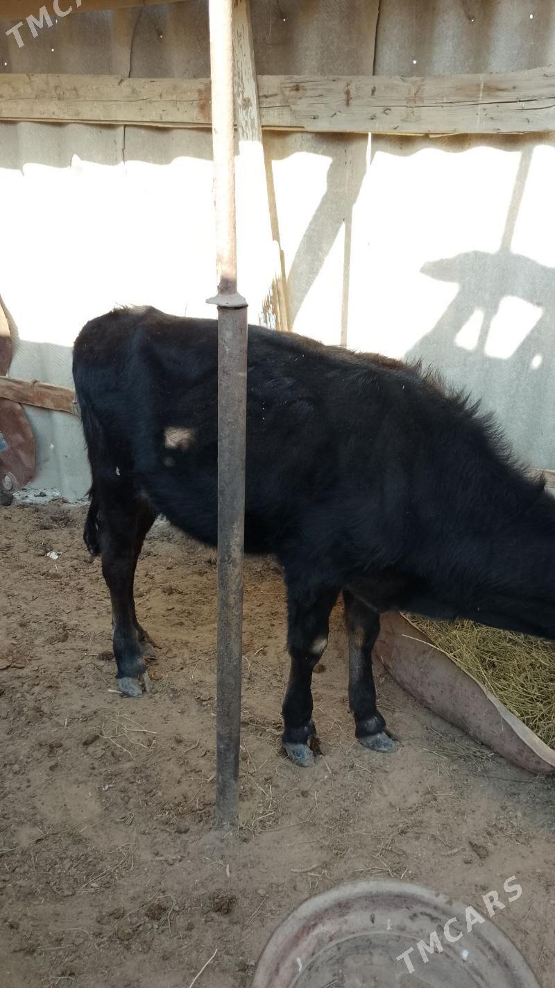 öküzçe - Esenguly - img 1