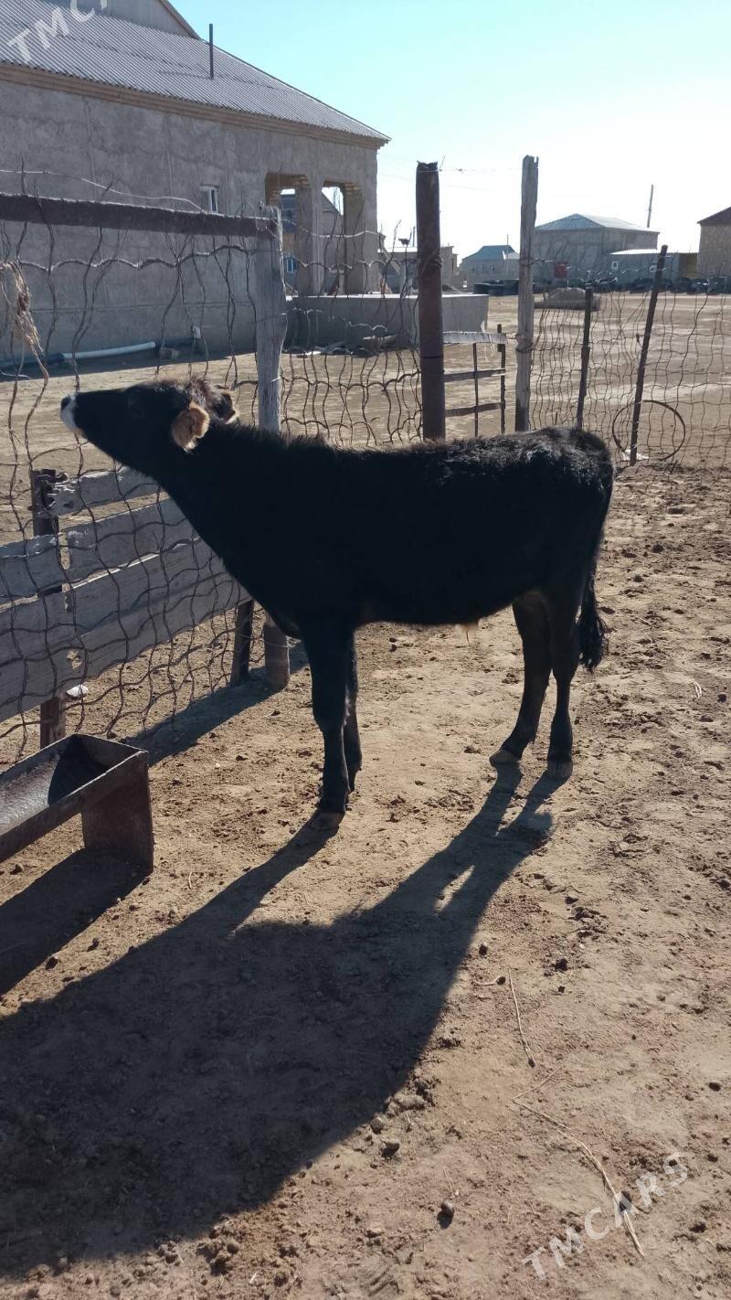 öküzçe - Эсенгулы - img 2