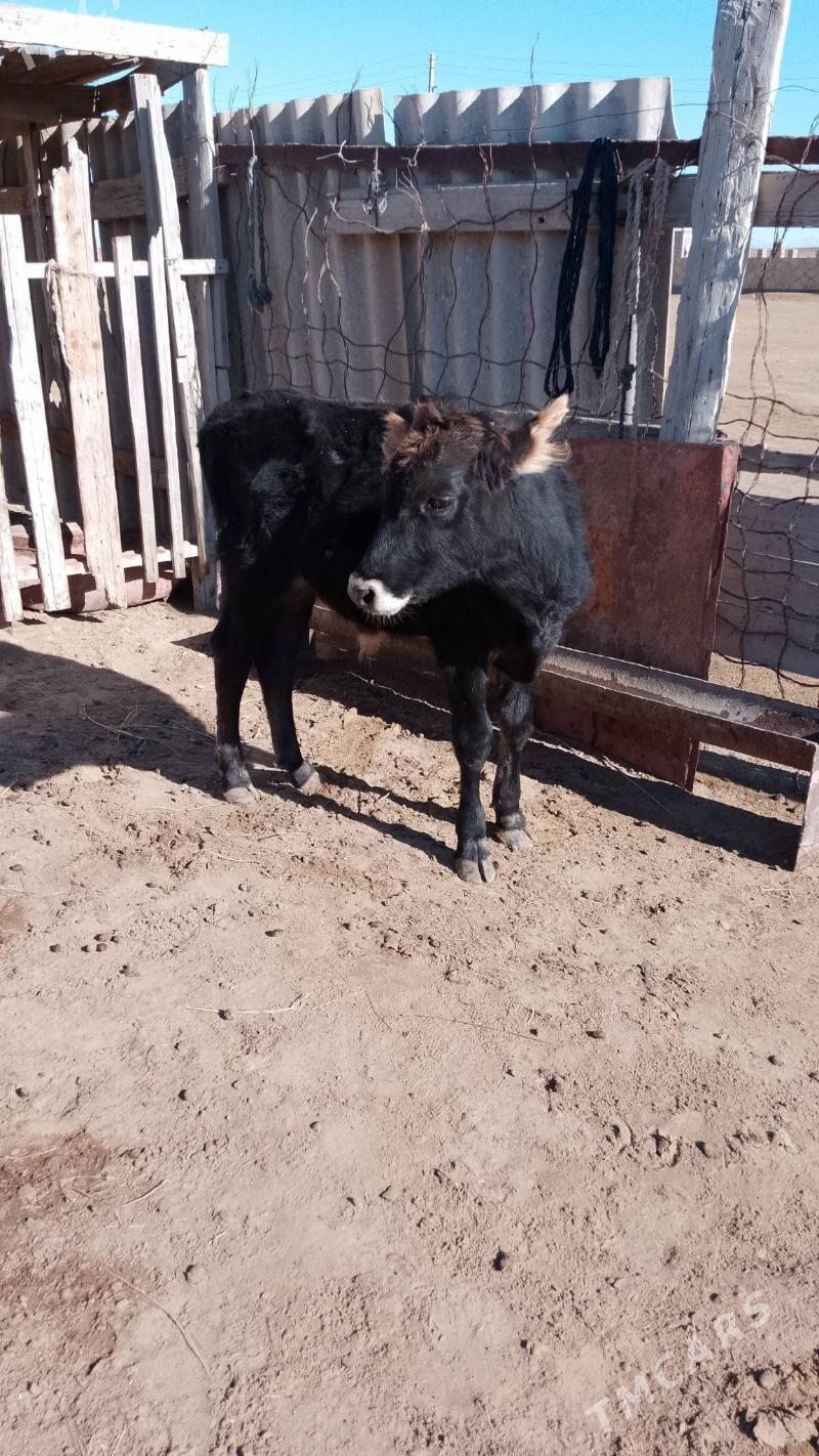 öküzçe - Эсенгулы - img 3