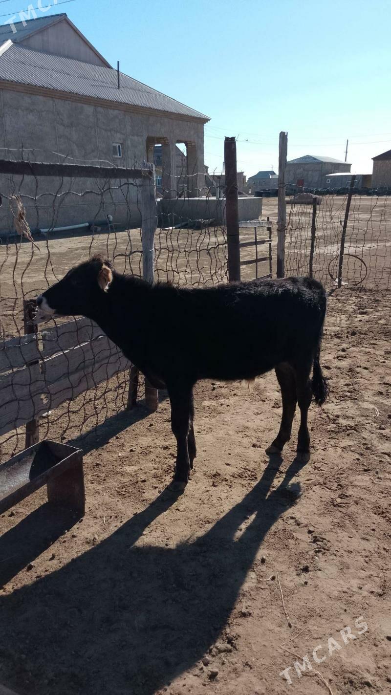 öküzçe - Эсенгулы - img 4