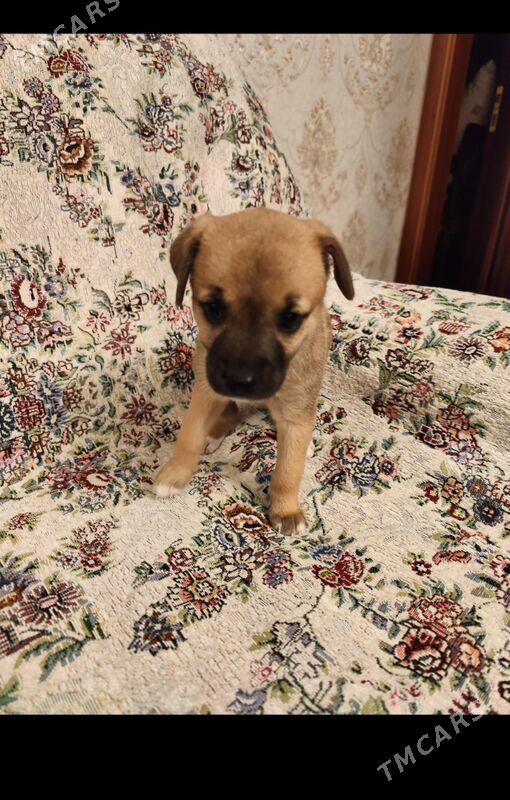 Щенок девочка в добрые руки - Ашхабад - img 2