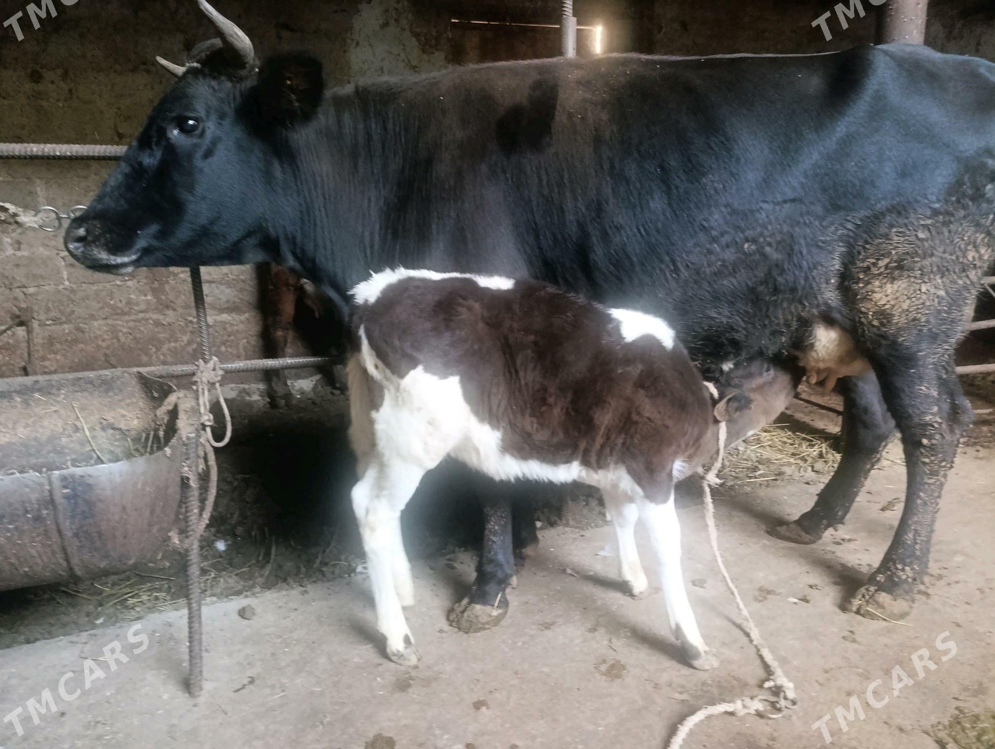 sygyr - Туркменабат - img 4