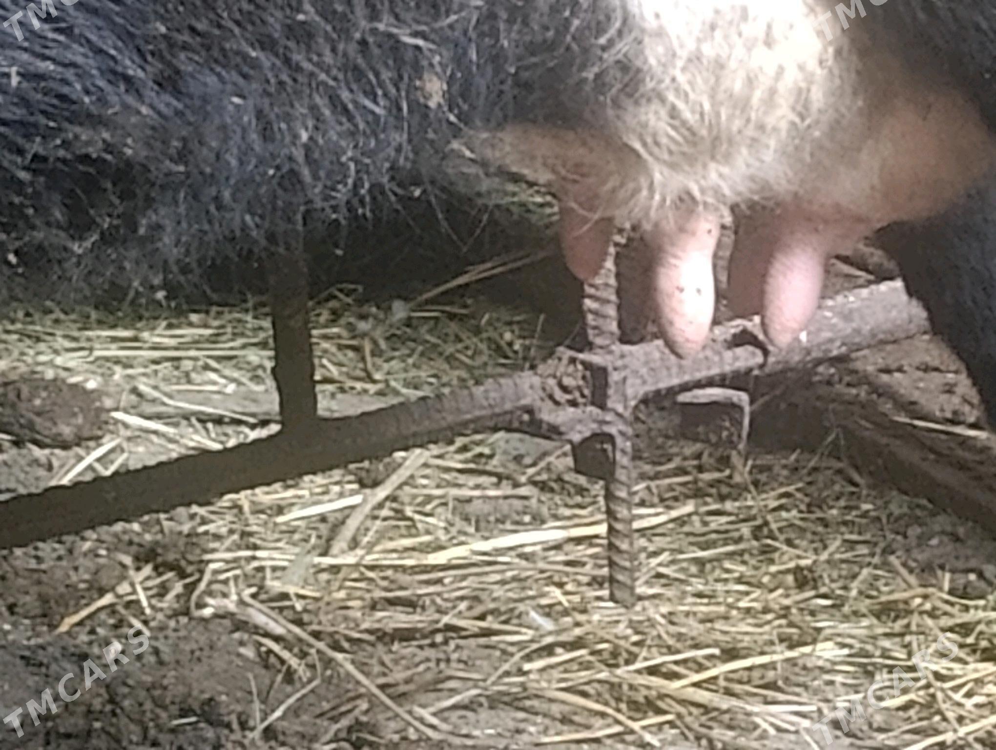 sygyr - Туркменабат - img 3