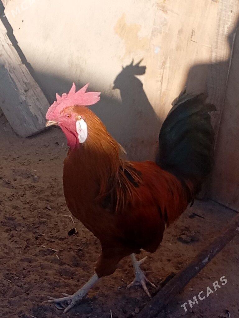 horaz - Гумдаг - img 5