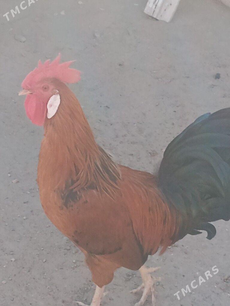 horaz - Гумдаг - img 3