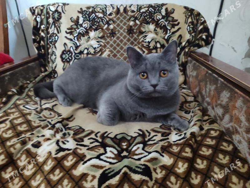 кот - Türkmenabat - img 3