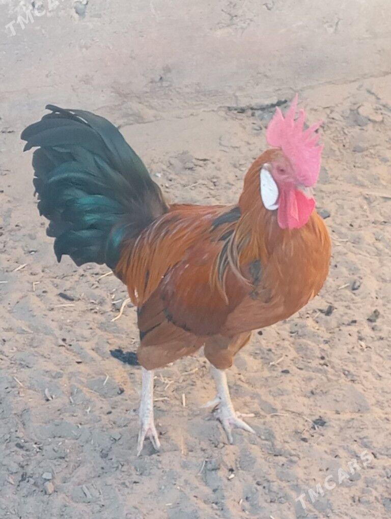 horaz - Гумдаг - img 7