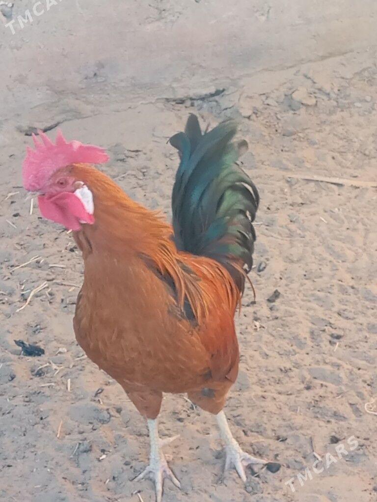 horaz - Гумдаг - img 4