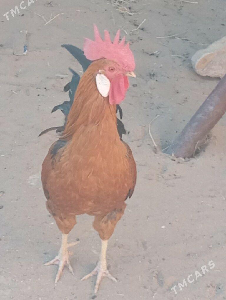 horaz - Гумдаг - img 2