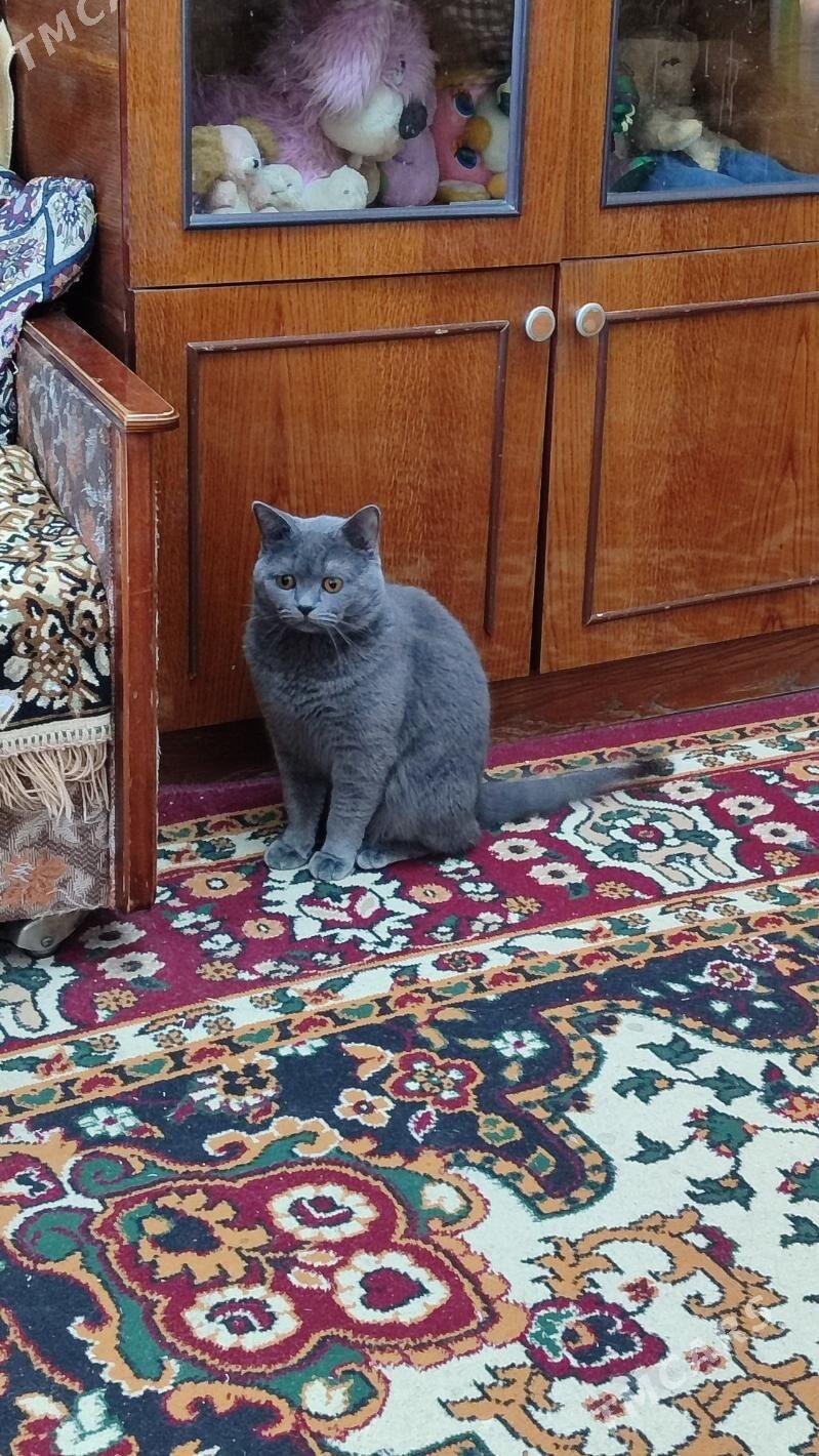 кот - Türkmenabat - img 2