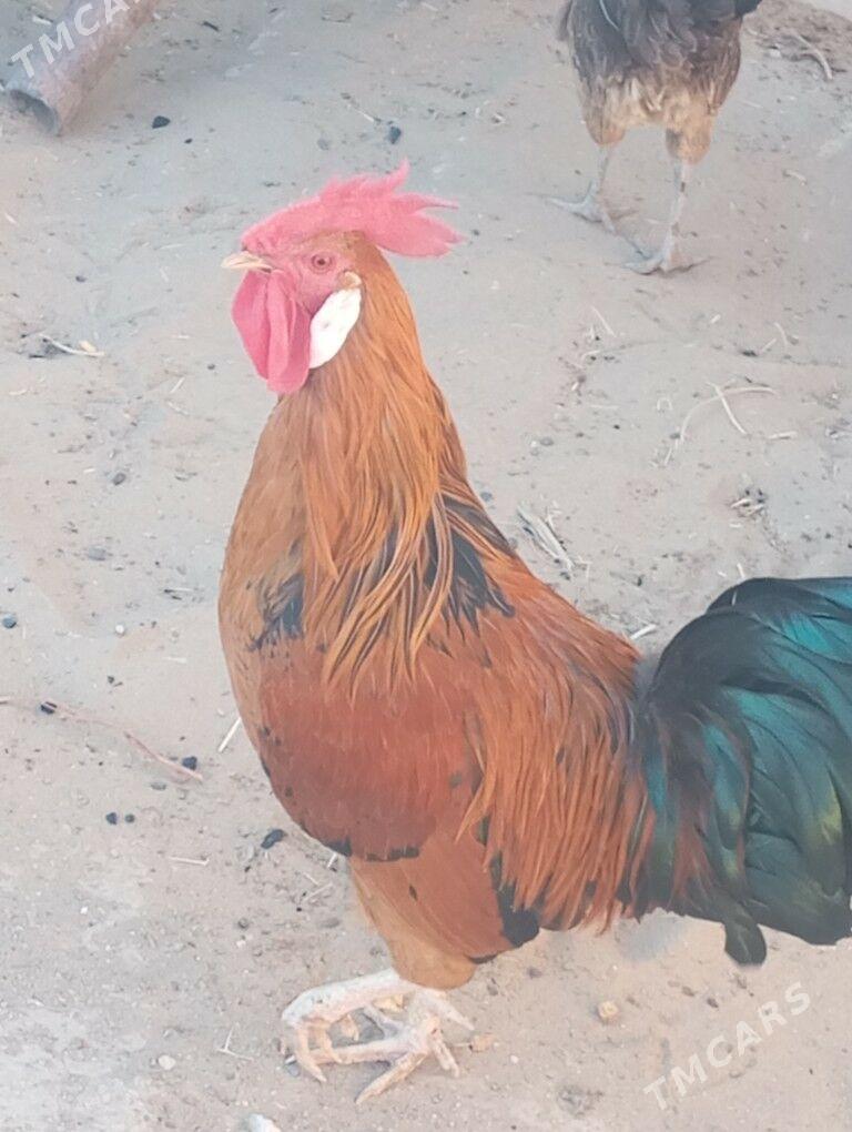 horaz - Гумдаг - img 8