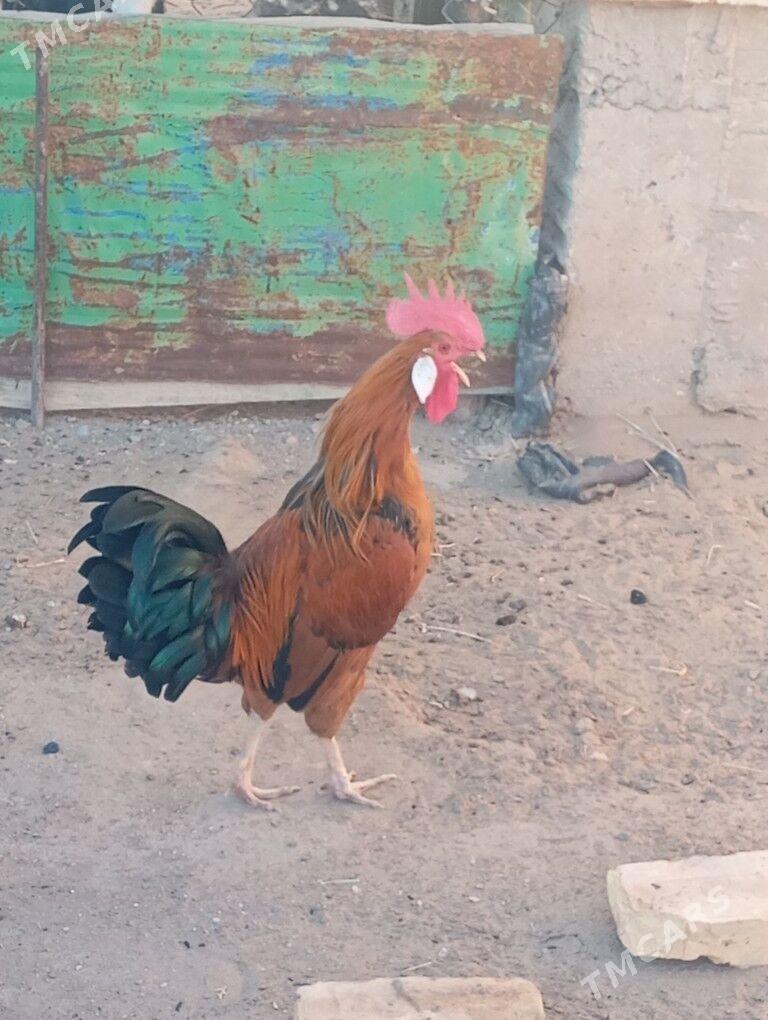 horaz - Гумдаг - img 1