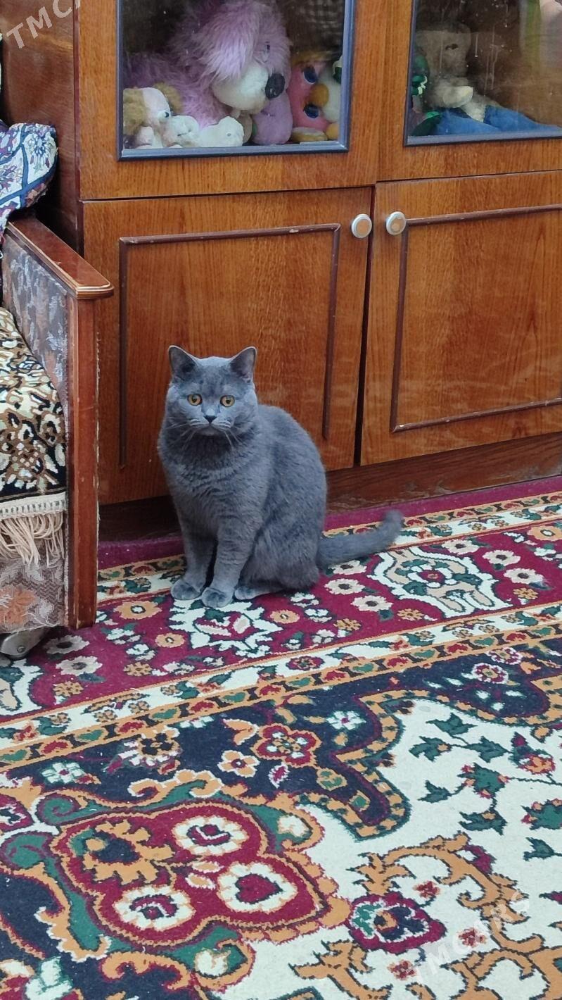 кот - Türkmenabat - img 1