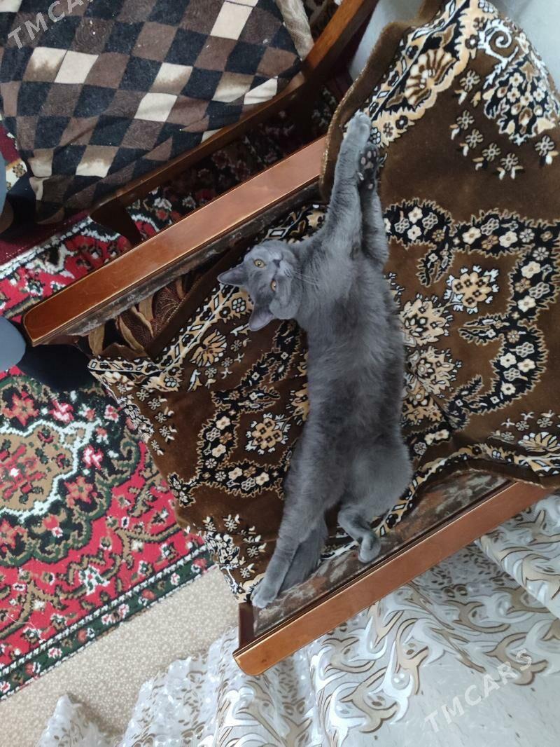 кот - Türkmenabat - img 4