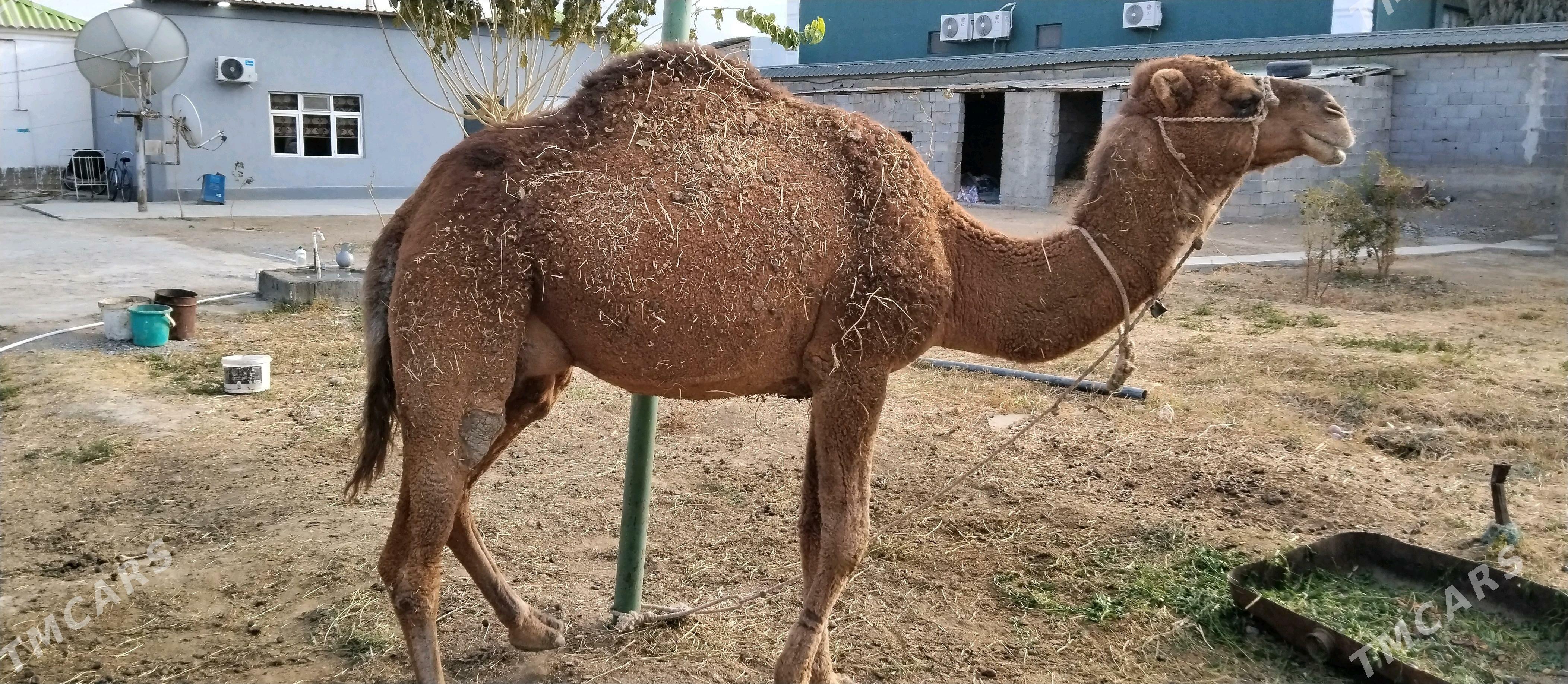 Düýe - Гуртли - img 2