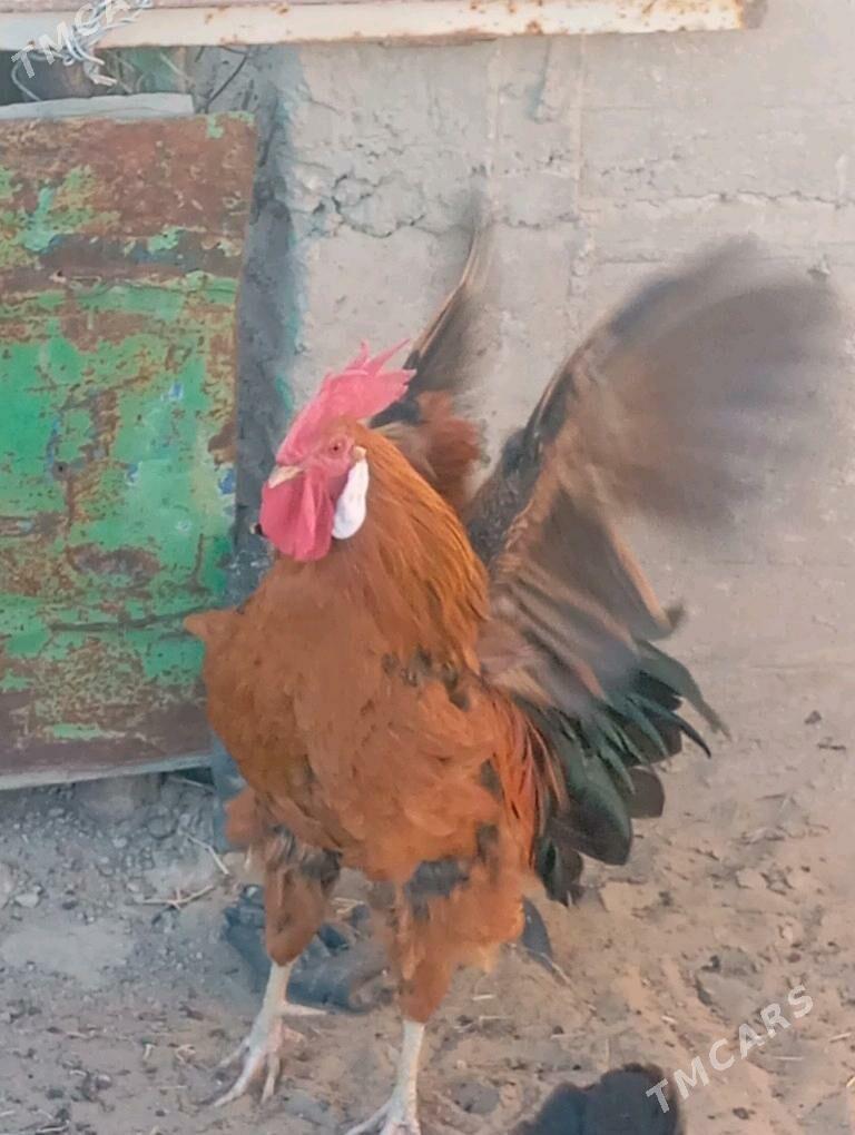 horaz - Гумдаг - img 6