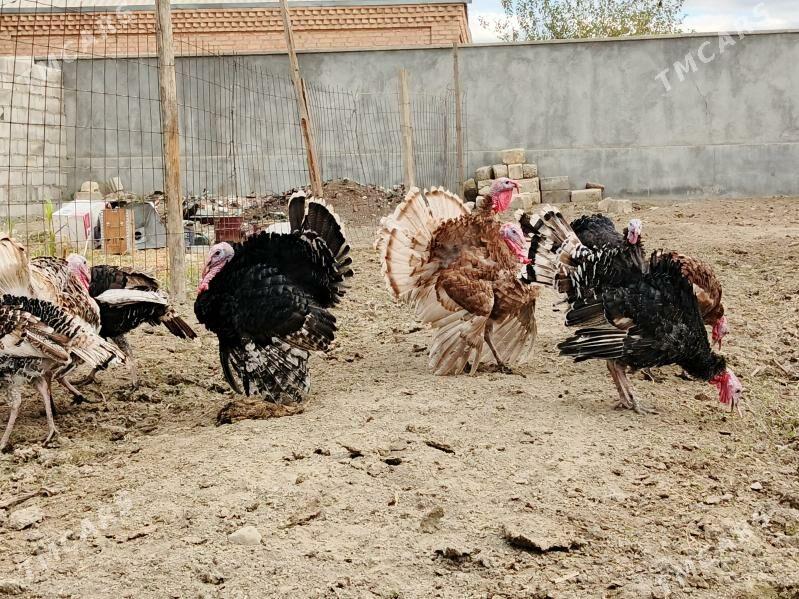 İnduk - Бахарден - img 2