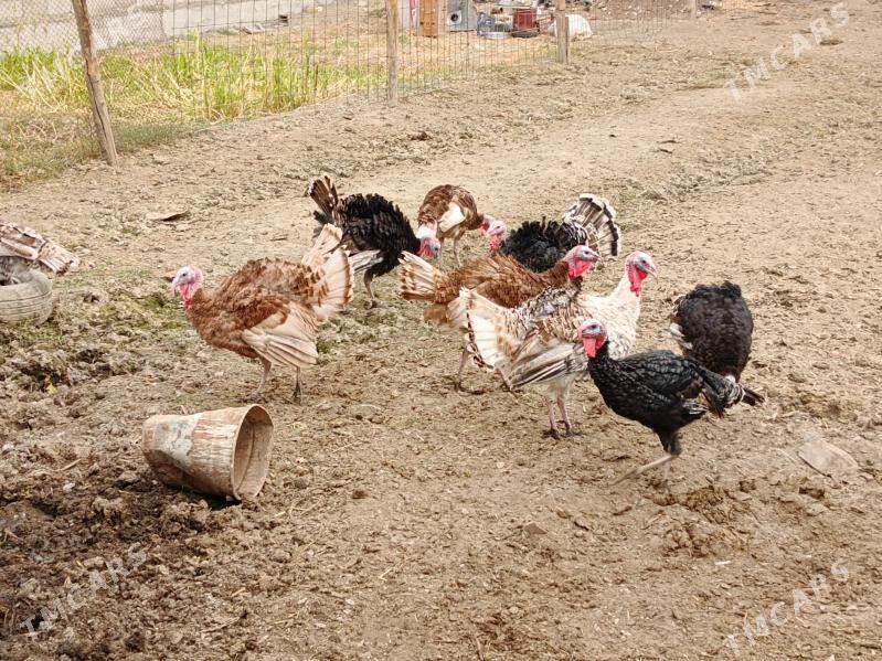 İnduk - Бахарден - img 3