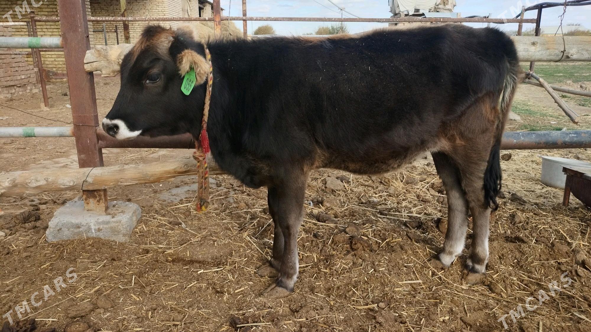 Şwes göle tüwe - Ёлётен - img 2