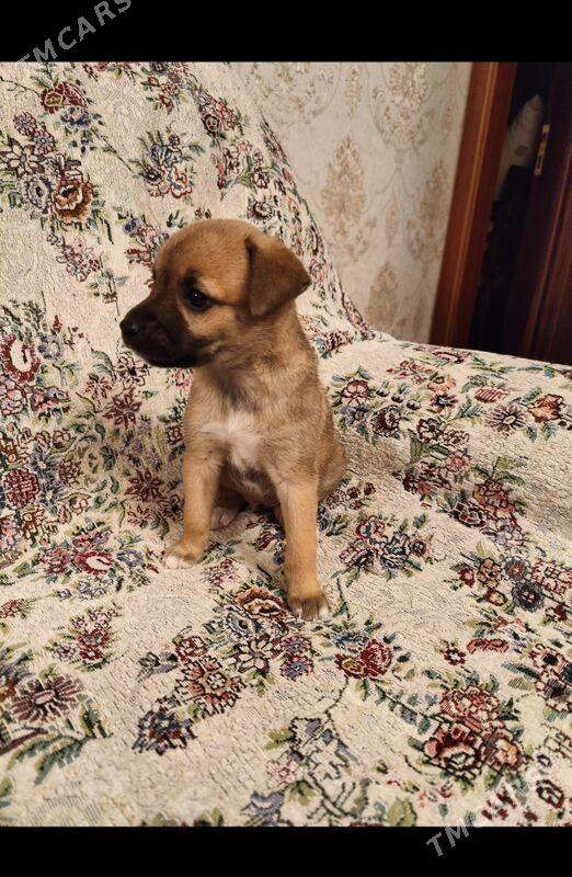 Щенок девочка в добрые руки - Ашхабад - img 3
