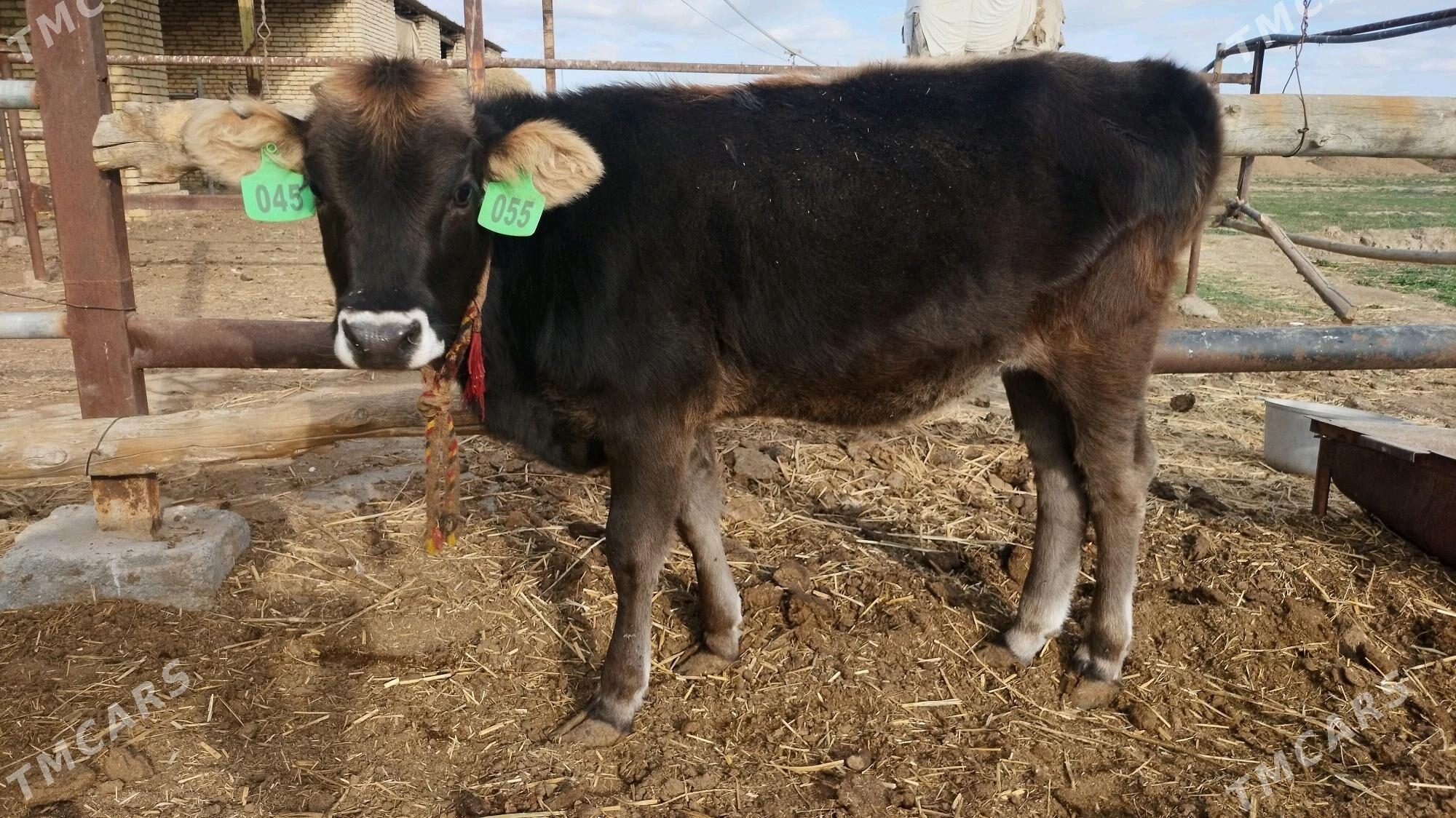 Şwes göle tüwe - Ёлётен - img 6