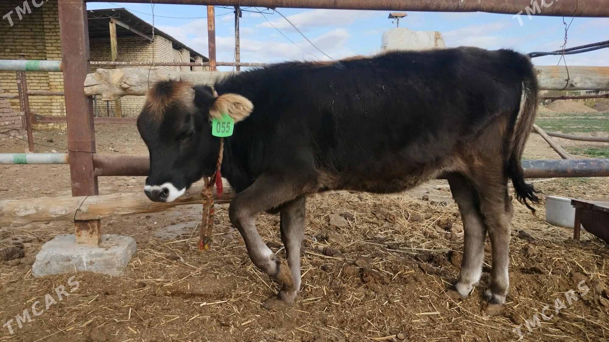 Şwes göle tüwe - Ёлётен - img 8