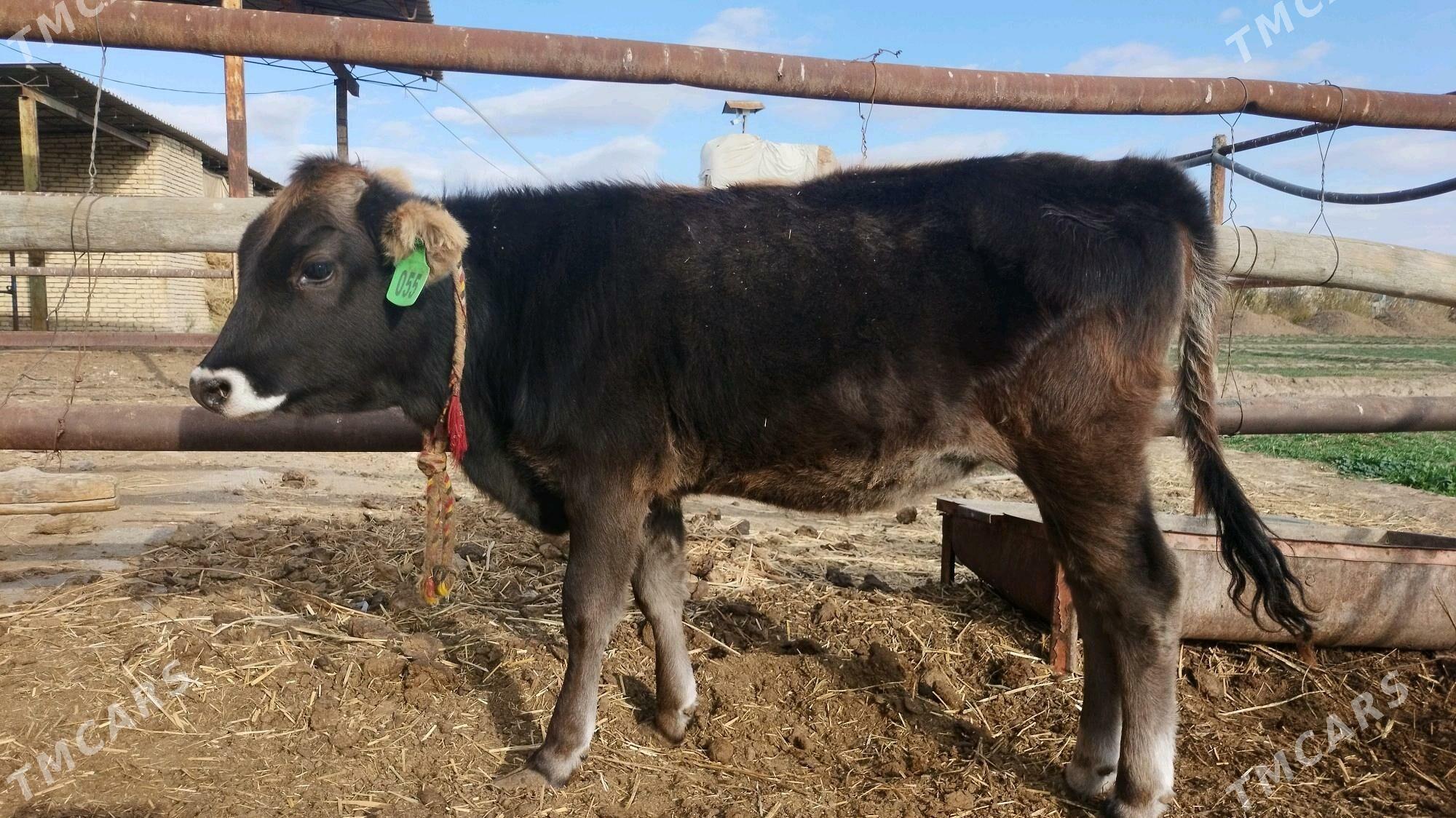 Şwes göle tüwe - Ёлётен - img 7