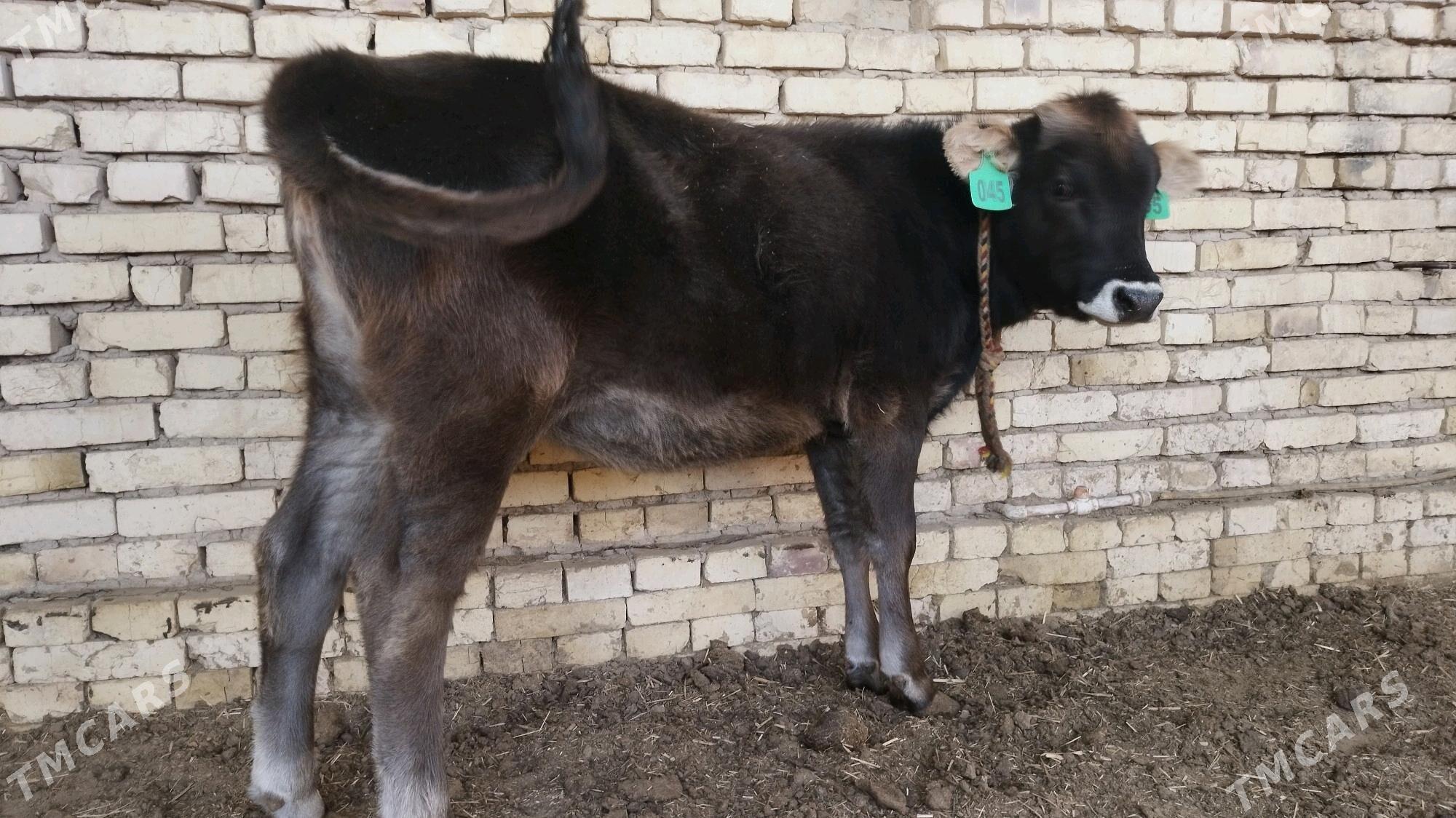 Şwes göle tüwe - Ёлётен - img 5