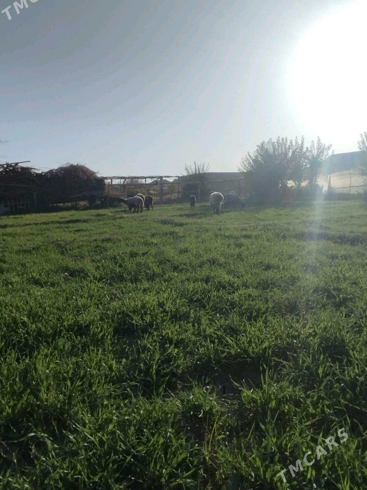 goyun - Мары - img 1